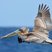 Brown Pelican